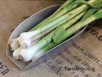 Picture of Fresh Garlic ORGANIC